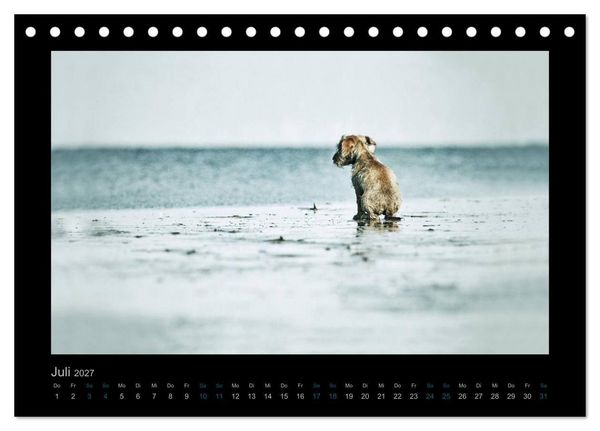 Produktbild: Elli Pirelli... aus dem Leben eines fr&ouml;hlichen Pinscher-Dackel-M&auml;dels (Tischkalender 2027 DIN A5 quer), CALVENDO Monatskalender