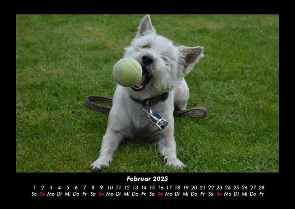 Produktbild: Hundezauber 2025 Fotokalender DIN A3