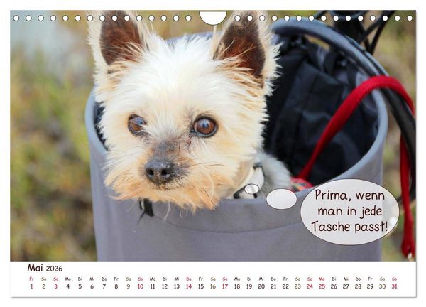 Produktbild: Frei Schnauze 2026. Was Hunde am liebsten sagen w&uuml;rden (Wandkalender 2026 DIN A4 quer), CALVENDO Monatskalender