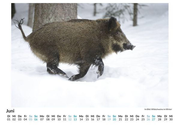 Produktbild: WIldschweine im Winter