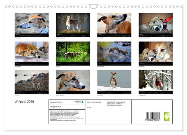 Produktbild: Whippet 2026 (Wandkalender 2026 DIN A3 quer), CALVENDO Monatskalender