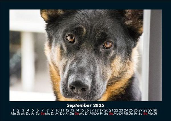 Produktbild: Hunde 2025 Fotokalender DIN A5
