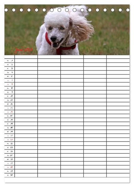 Produktbild: Der Pudel-Familienplaner (Tischkalender 2026 DIN A5 hoch), CALVENDO Monatskalender