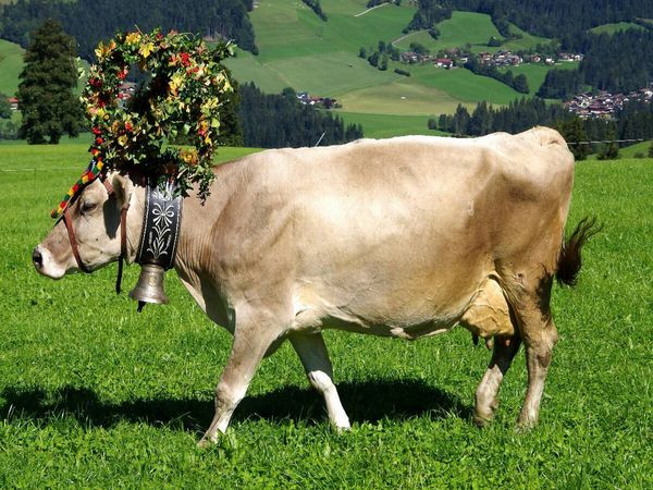 Produktbild: CALVENDO Puzzle Kuh mit Krone | 1000 Teile Lege-Gr&ouml;&szlig;e 64x48cm Foto-Puzzle f&uuml;r gl&uuml;ckliche Stunden