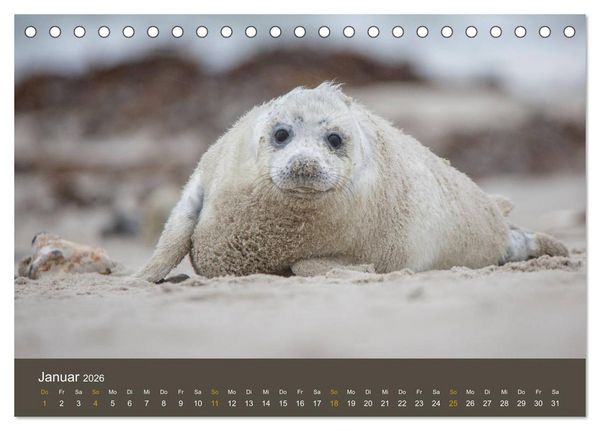 Produktbild: Robben auf der Helgol&auml;nder D&uuml;ne (Tischkalender 2026 DIN A5 quer), CALVENDO Monatskalender