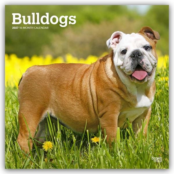 Produktbild: Bulldogs &ndash; Bulldogge 2027 &ndash; 16-Monatskalender