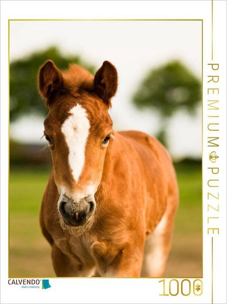 Produktbild: CALVENDO Puzzle Schwarzw&auml;lder Kaltblut Fohlen | 1000 Teile Lege-Gr&ouml;&szlig;e 64x48cm Foto-Puzzle f&uuml;r gl&uuml;ckliche Stunden