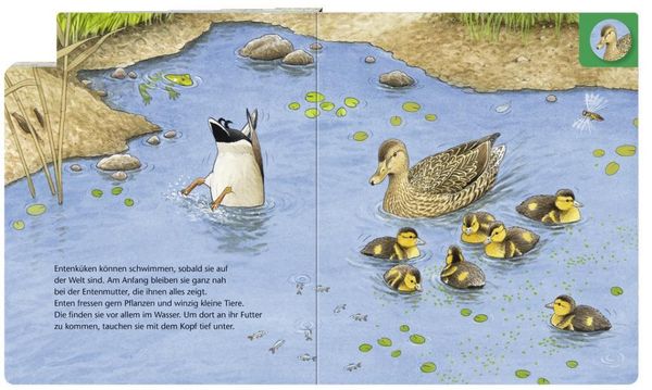 Produktbild: Wer wohnt am Teich?