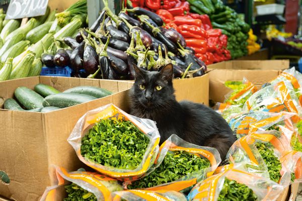Produktbild: Katzen der Welt