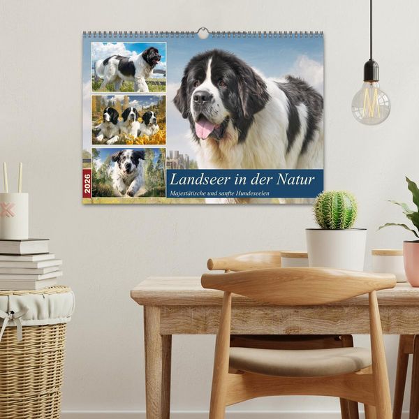 Produktbild: Landseer in der Natur. Majest&auml;tische und sanfte Hundeseelen (Wandkalender 2026 DIN A3 quer), CALVENDO Monatskalender