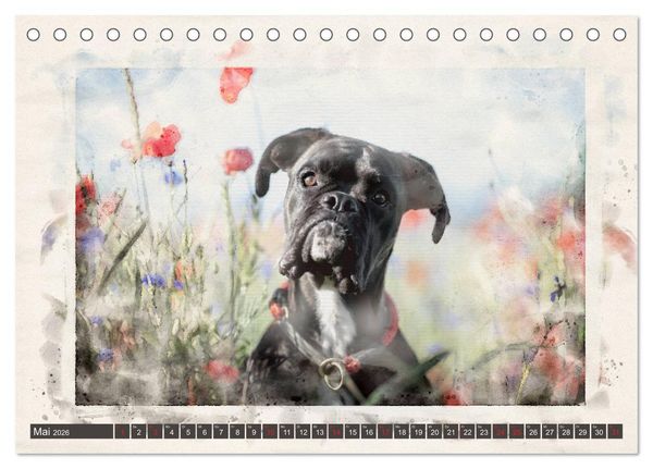 Produktbild: Boxer Photo&Kunst (Tischkalender 2026 DIN A5 quer), CALVENDO Monatskalender
