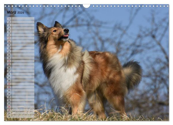 Produktbild: Highland Hawk Fame - Ein Collie begleitet durch das Jahr (Wandkalender 2026 DIN A3 quer), CALVENDO Monatskalender