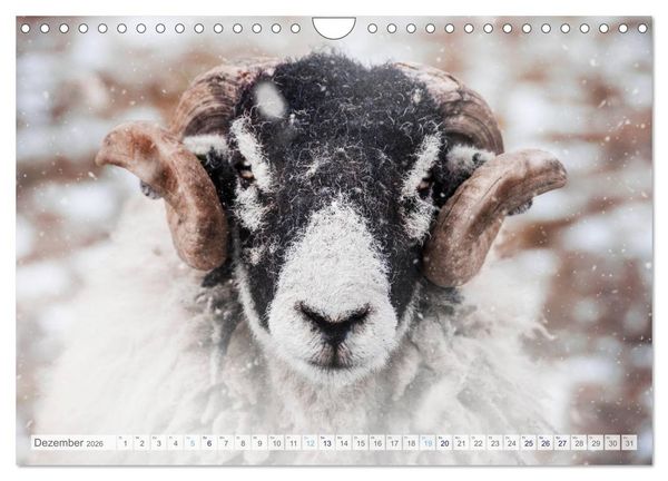 Produktbild: Schafe - Raues Wetter, weiche Wolle (Wandkalender 2026 DIN A4 quer), CALVENDO Monatskalender