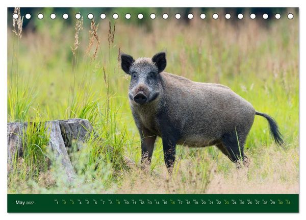 Produktbild: Wild Boars (Desk Calendar 2027 DIN A5 landscape), CALVENDO 12 Month DeskCalendar