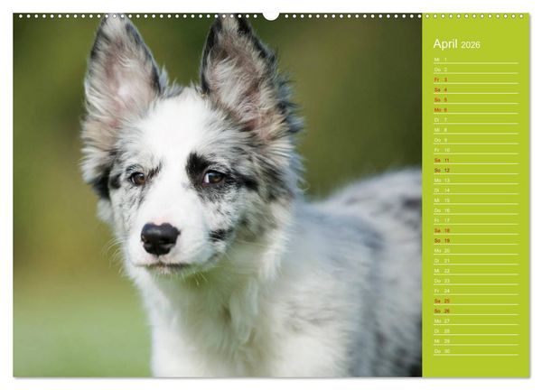 Produktbild: Border Collies - nicht nur schwarzwei&szlig; (Wandkalender 2026 DIN A2 quer), CALVENDO Monatskalender