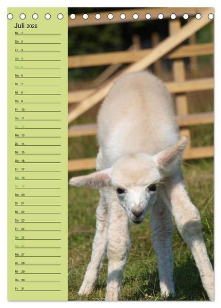 Produktbild: Alpakas zum Knuddeln gerne (Tischkalender 2026 DIN A5 hoch), CALVENDO Monatskalender