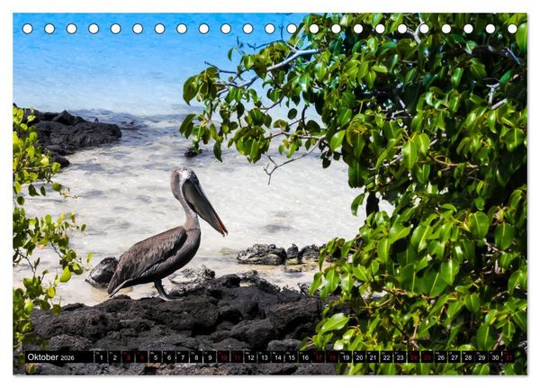 Produktbild: Naturparadies Galapagos - UNESCO Weltkulturerbe (Tischkalender 2026 DIN A5 quer), CALVENDO Monatskalender