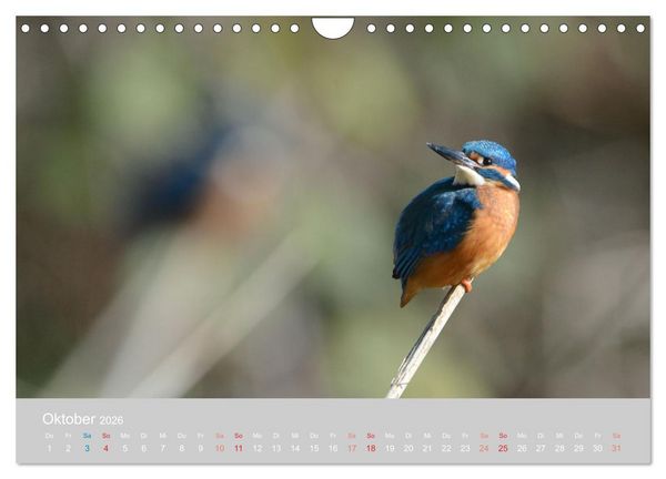 Produktbild: Der Eisvogel, ein Juwel der Natur (Wandkalender 2026 DIN A4 quer), CALVENDO Monatskalender
