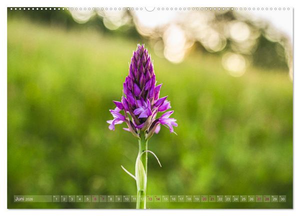 Produktbild: Orchideenzeit auf der Schw&auml;bischen Alb (hochwertiger Premium Wandkalender 2026 DIN A2 quer), Kunstdruck in Hochglanz