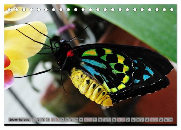 Produktbild: Butterfly's - Schmetterlinge f&uuml;r Zuhause (Tischkalender 2026 DIN A5 quer), CALVENDO Monatskalender