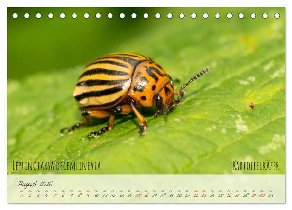 Produktbild: K&auml;fer-Wunderwelten (Tischkalender 2026 DIN A5 quer), CALVENDO Monatskalender