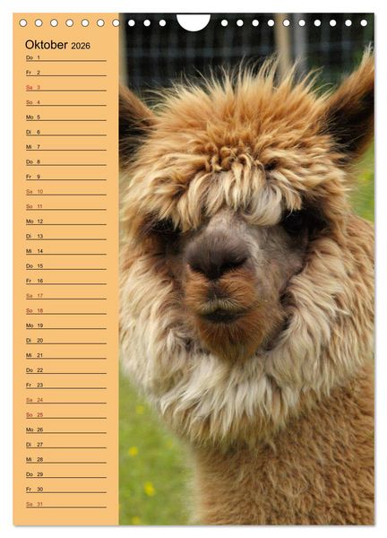 Produktbild: Alpakas zum Knuddeln gerne (Wandkalender 2026 DIN A4 hoch), CALVENDO Monatskalender