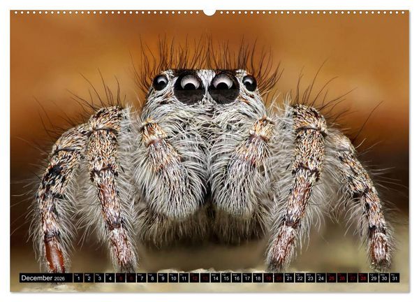 Produktbild: Jumping Spiders (High Quality Premium Wall Calendar 2026 DIN A2 landscape),CALVENDO 12 Month Wall Calendar
