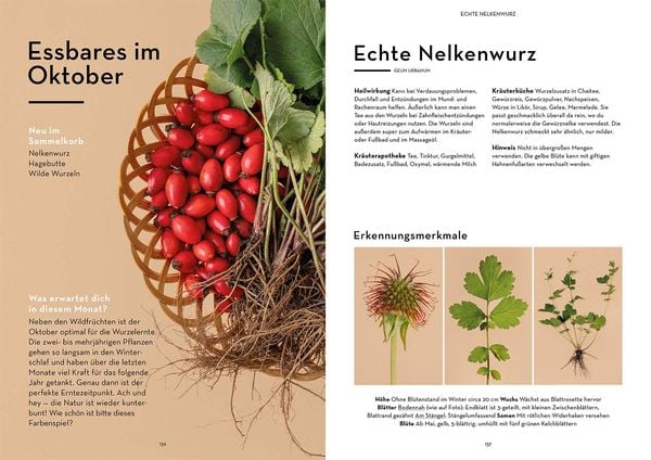 Produktbild: Wild durchs Jahr