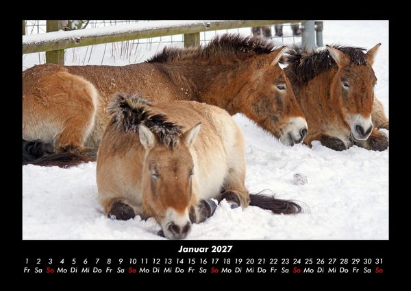 Produktbild: Die Welt der Pferde 2027 Fotokalender DIN A3