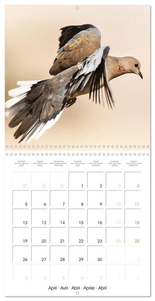 Produktbild: Doves: Gentle Beauty (Wall Calendar 2027 12 &times; 12 Inch) CALVENDO 12 Month Wall Calendar