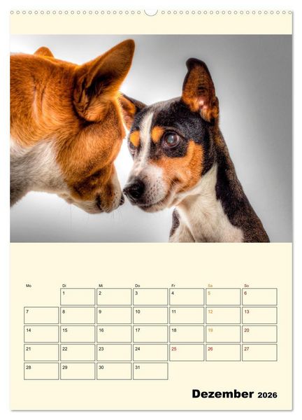 Produktbild: Lustig verr&uuml;ckt - der Tierkalender (hochwertiger Premium Wandkalender 2026 DIN A2 hoch), Kunstdruck in Hochglanz