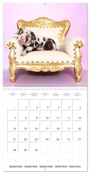 Produktbild: Sweet little piglets (Wall Calendar 2026 12 &times; 12 Inch) CALVENDO 12 Month Wall Calendar