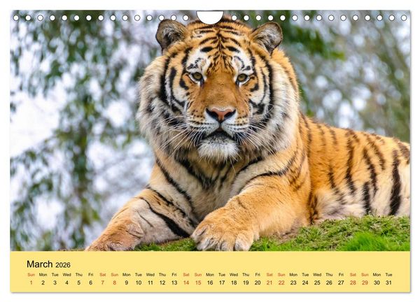 Produktbild: Just Big Cats (Wall Calendar 2026 DIN A4 landscape), CALVENDO 12 Month Wall Calendar