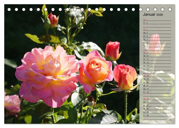 Produktbild: Rosensommer (Tischkalender 2026 DIN A5 quer), CALVENDO Monatskalender