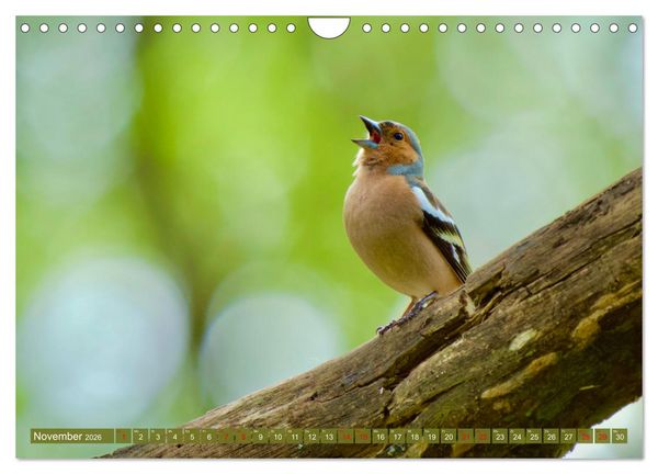 Produktbild: Geliebtes Federvieh (Wandkalender 2026 DIN A4 quer), CALVENDO Monatskalender