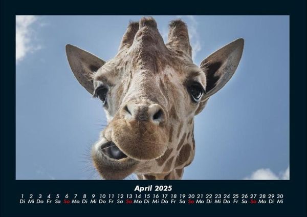 Produktbild: Giraffen 2025 Fotokalender DIN A4