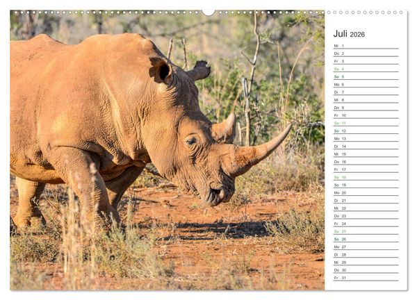 Produktbild: Nash&ouml;rner - Sanfte Riesen (hochwertiger Premium Wandkalender 2026 DIN A2 quer), Kunstdruck in Hochglanz