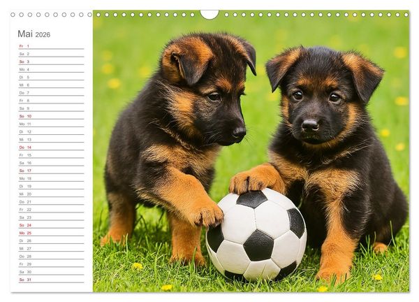 Produktbild: Sch&auml;ferhundliebe - Deine t&auml;gliche Dosis Welpenfreude &ndash; ganz ohne Gassi. (Wandkalender 2026 DIN A3 quer), CALVENDO Monatskalender