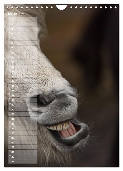 Produktbild: Mein ISLANDPFERDE Planer - Geburtstage, Hof-Feste, Turniere (Wandkalender 2026 DIN A4 hoch), CALVENDO Monatskalender