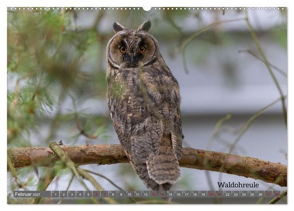 Produktbild: Vogelfotografie aus dem Norden (Wandkalender 2027 DIN A2 quer), CALVENDO Monatskalender