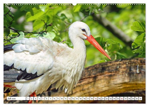 Produktbild: Meister Adebar und seine Verwandten (Wandkalender 2026 DIN A2 quer), CALVENDO Monatskalender