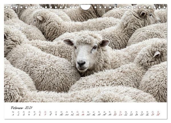 Produktbild: Better Together - Herdenmomente (Wandkalender 2027 DIN A4 quer), CALVENDO Monatskalender