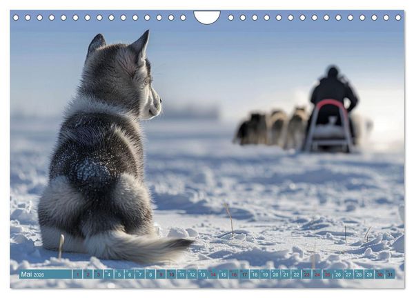 Produktbild: Schlittenhund Tr&auml;ume (Wandkalender 2026 DIN A4 quer), CALVENDO Monatskalender