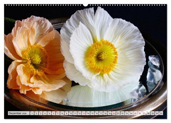 Produktbild: Prachtvolle Mohnbl&uuml;ten (hochwertiger Premium Wandkalender 2026 DIN A2 quer), Kunstdruck in Hochglanz