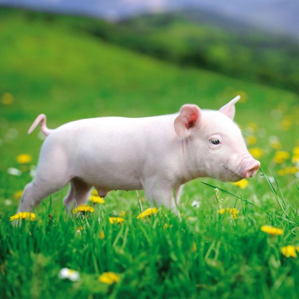 Produktbild: Piggies/Schweinchen 2024
