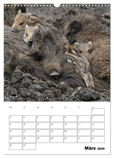 Produktbild: Der wildschweinische Terminplaner (Wandkalender 2026 DIN A3 hoch), CALVENDO Monatskalender