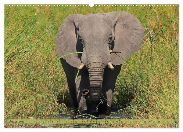 Produktbild: Afrika - im Reich der Elefanten (hochwertiger Premium Wandkalender 2026 DIN A2 quer), Kunstdruck in Hochglanz