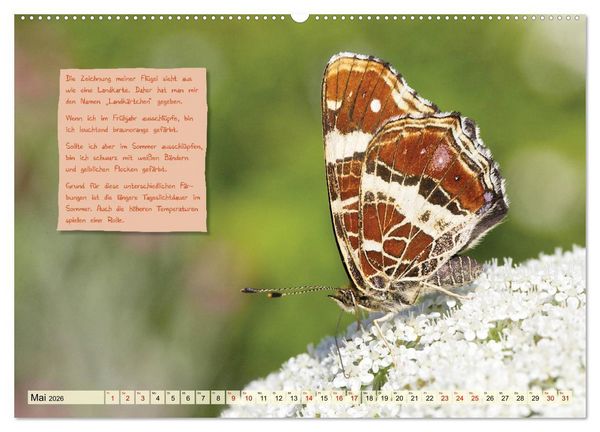 Produktbild: GEOclick Lernkalender: Steckbriefe einheimischer Schmetterlinge (Wandkalender 2026 DIN A2 quer), CALVENDO Monatskalender