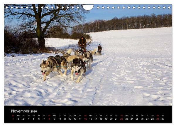 Produktbild: Huskys (Wandkalender 2026 DIN A4 quer), CALVENDO Monatskalender