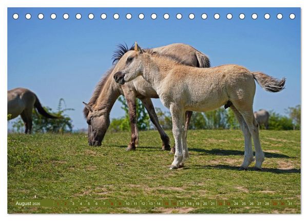 Produktbild: Mutterliebe - Konik Fohlen und Stute (Tischkalender 2026 DIN A5 quer), CALVENDO Monatskalender